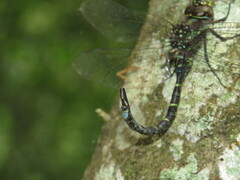Rhionaeschna psilus