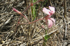 Pelargonium pinnatum