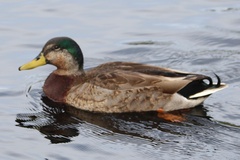 Anas platyrhynchos × fulvigula