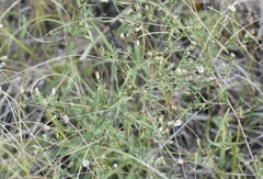Symphyotrichum lanceolatum lanceolatum