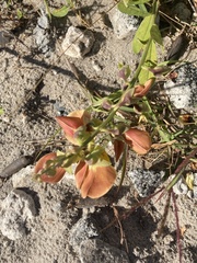 Crotalaria