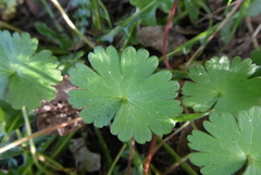 Geranium molle
