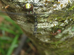 Rhionaeschna psilus