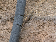Gallotia stehlini