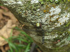 Rhionaeschna psilus