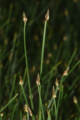 Eleocharis palustris