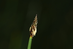 Eleocharis palustris