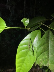 Pseudophasma unicolor