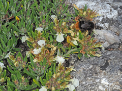 Teucrium montanum