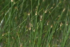 Eleocharis palustris