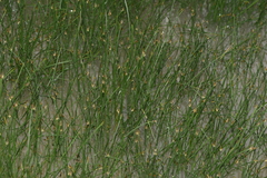 Eleocharis palustris