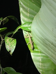 Anolidae