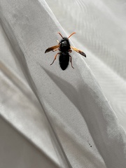 Hypodynerus vespiformis