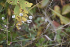 Symphyotrichum robynsianum