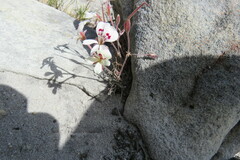Pelargonium pinnatum