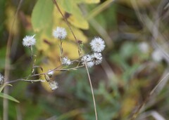 Symphyotrichum robynsianum