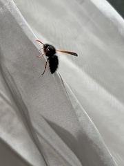 Hypodynerus vespiformis