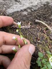 Saxifraga debilis