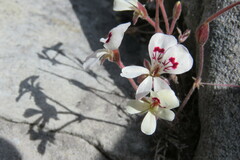 Pelargonium pinnatum
