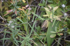 Symphyotrichum robynsianum