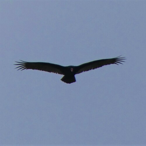 Turkey Vulture photographed in West Virginia