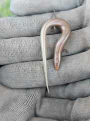Chalcides bedriagai