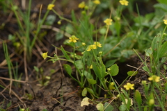 Ranunculus ophioglossifolius