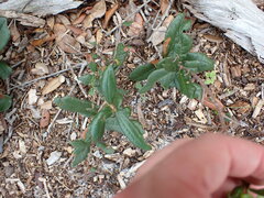 Quercus geminata