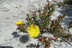 Lampranthus bicolor