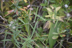 Symphyotrichum robynsianum