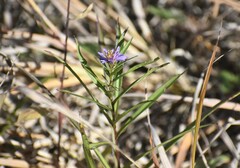 Symphyotrichum robynsianum