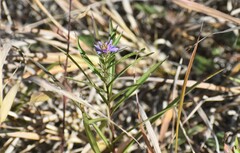 Symphyotrichum robynsianum