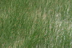 Eleocharis palustris