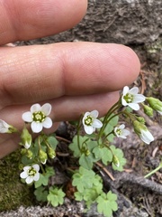 Saxifraga debilis