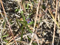 Symphyotrichum robynsianum