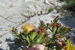 Lampranthus bicolor