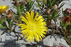 Lampranthus bicolor