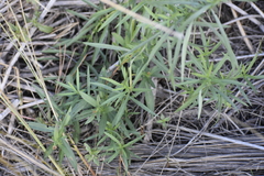 Symphyotrichum robynsianum