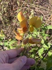 Crotalaria