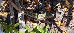 Liolaemus chiliensis