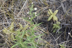 Symphyotrichum robynsianum