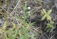 Symphyotrichum robynsianum