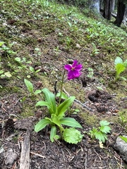 Primula parryi