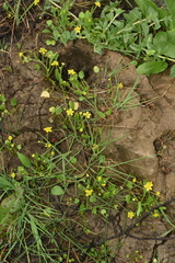 Ranunculus ophioglossifolius