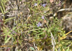 Symphyotrichum robynsianum