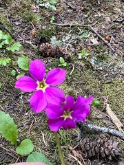 Primula parryi
