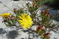 Lampranthus bicolor