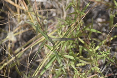 Symphyotrichum robynsianum