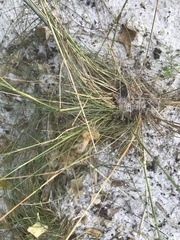 Sporobolus junceus