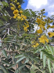 Senna viarum